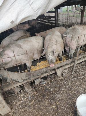 porci de vanzare beius|Porci si purcei de vanzare, diferite rase Bihor